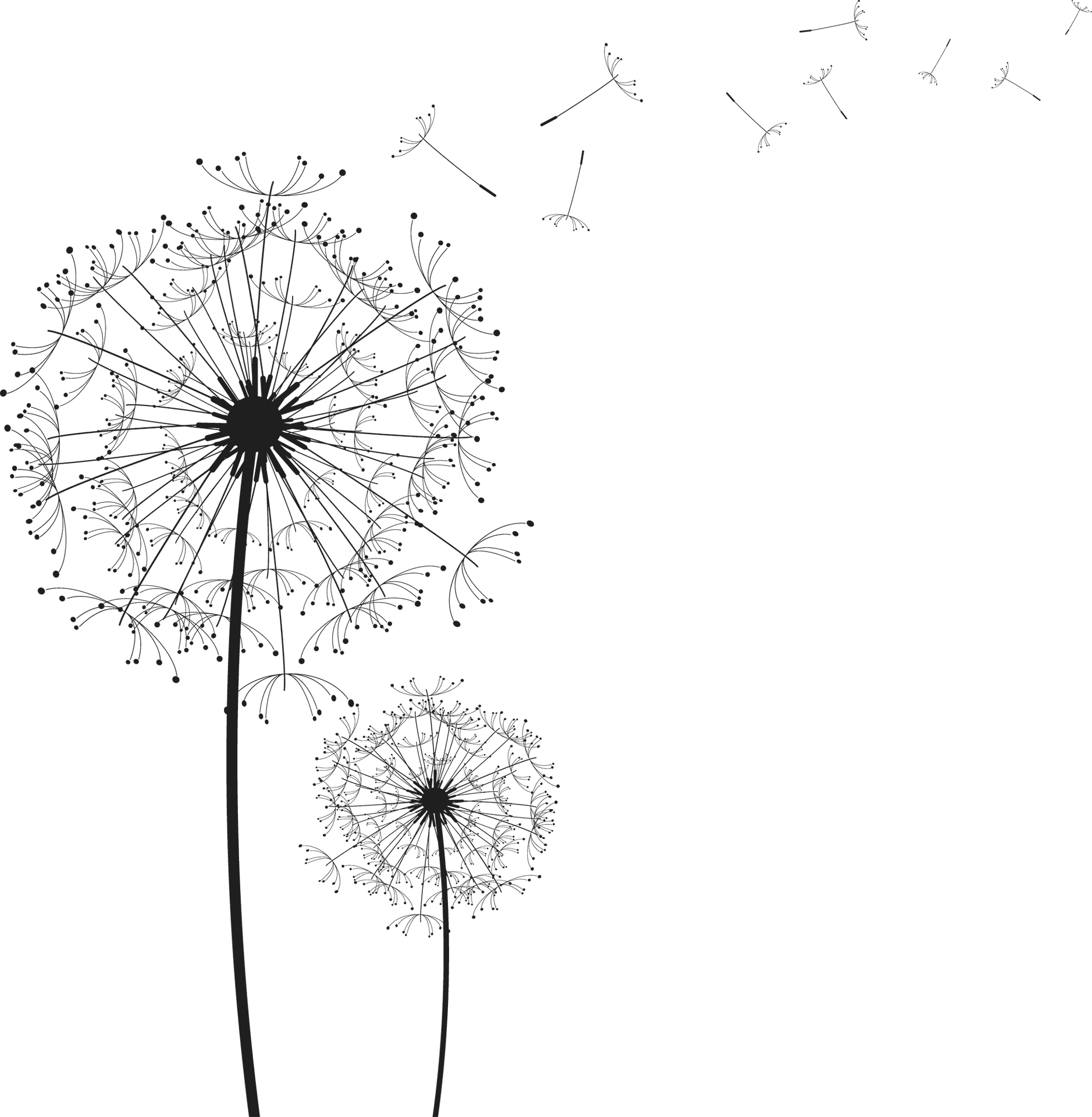 Dandelion Silhouettes Blowingin Wind PNG Image