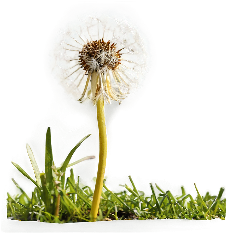 Dandelion Under The Sun Png Bfi PNG Image