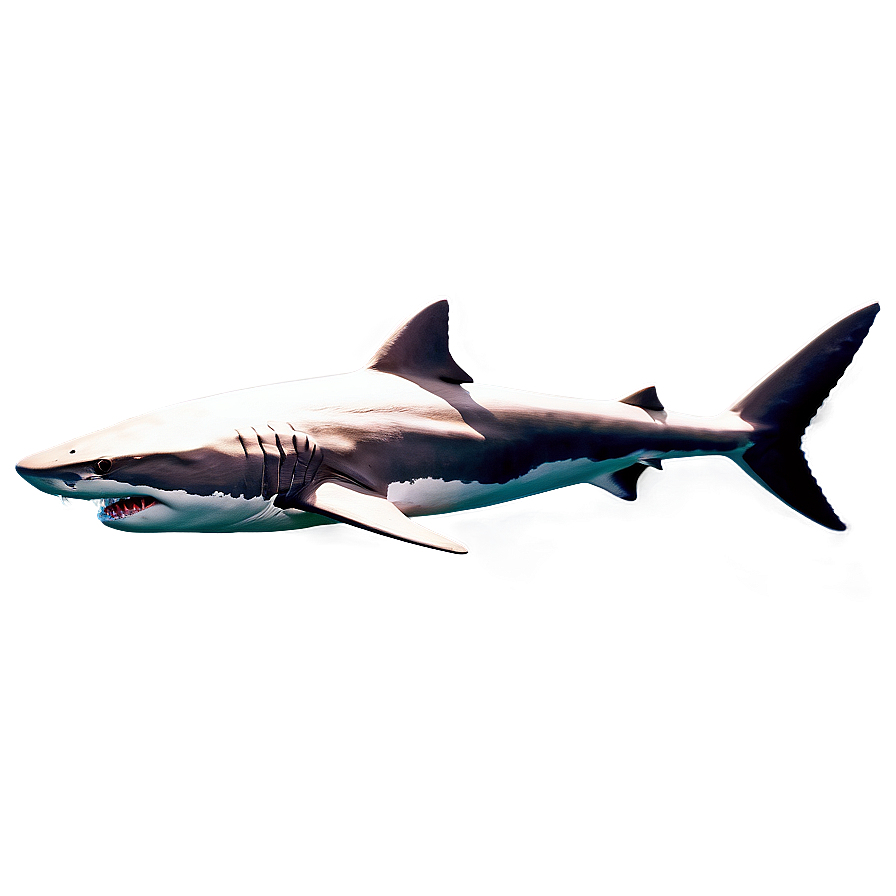 Dangerous Shark Png Xud52 PNG Image