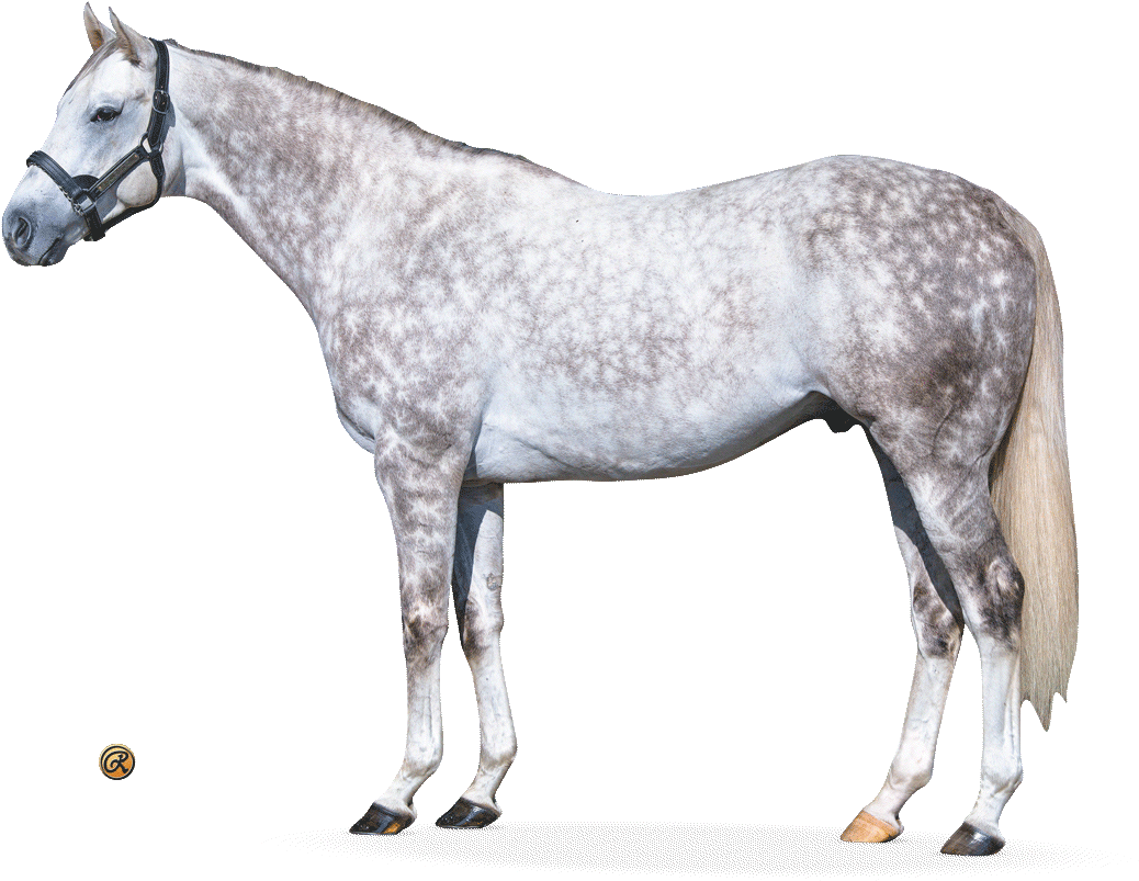 Dappled Grey Horse Standing PNG Image