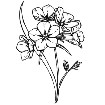 Dark Floral Sketch PNG Image