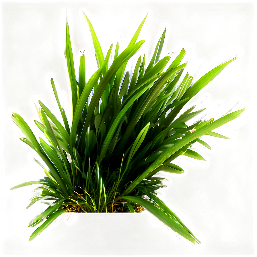 Dark Green Grass Png 72 PNG Image