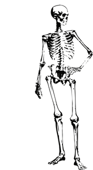 Dark Human Skeleton Profile PNG Image