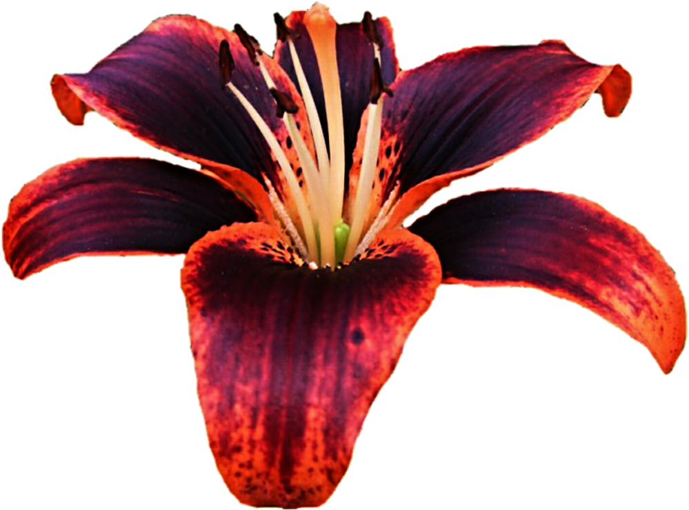 Dark Red Lily Flower Isolated PNG Image