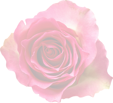 Dark Red Rose Black Background.jpg PNG Image