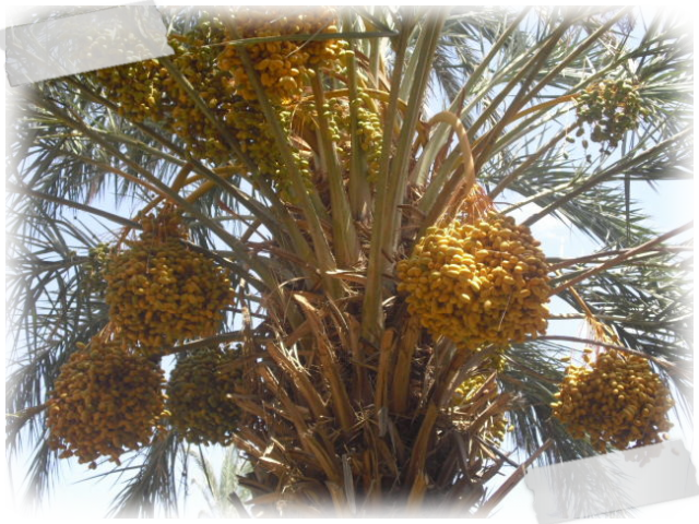 Date Palm Fruit Bunches PNG Image