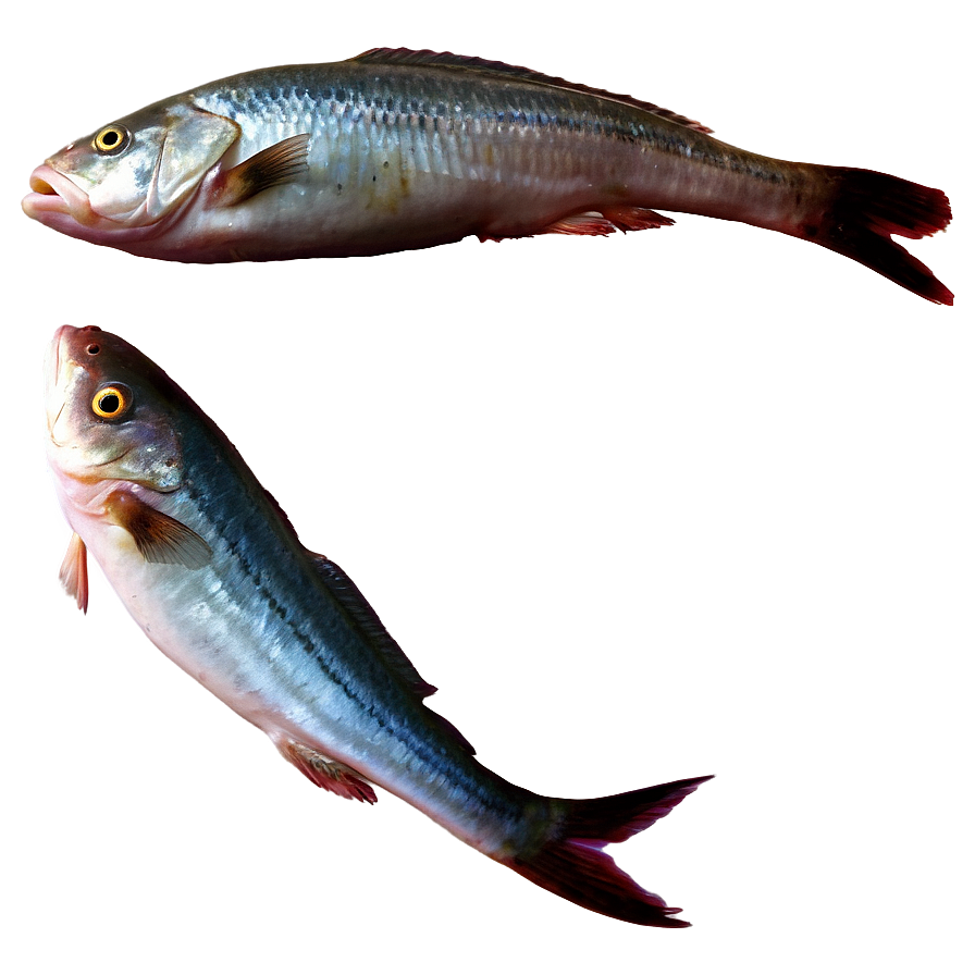 Dead Fish A PNG Image