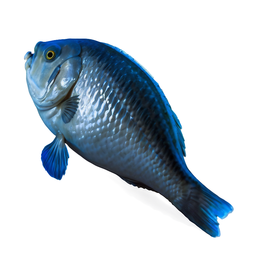 Dead Fish Environmental Issue Png Way11 PNG Image