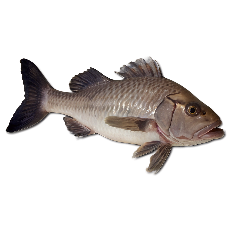 Dead Fish Habitat Destruction Png 27 PNG Image