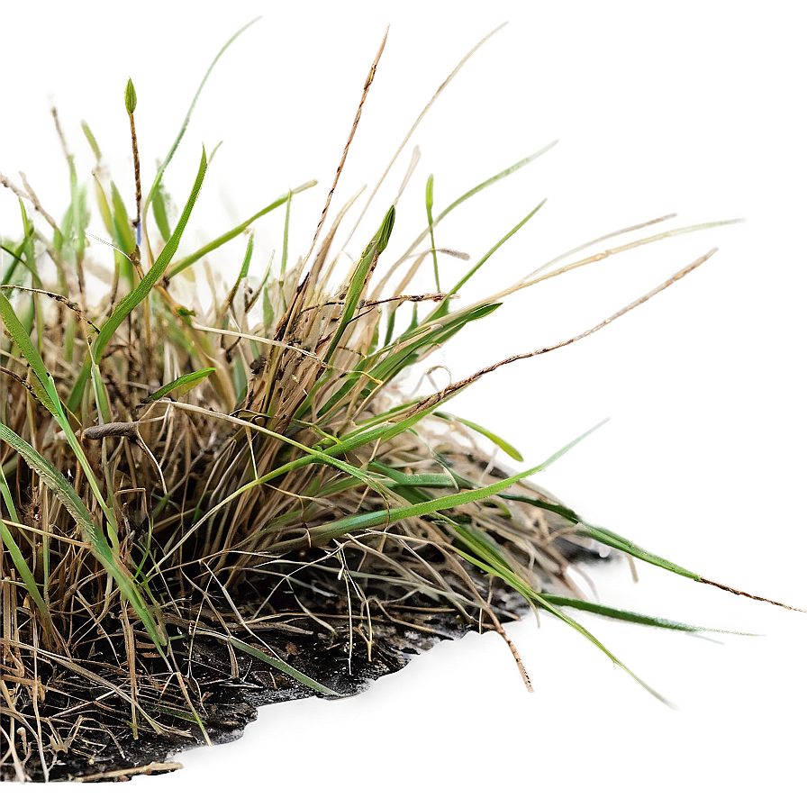 Dead Grass D PNG Image