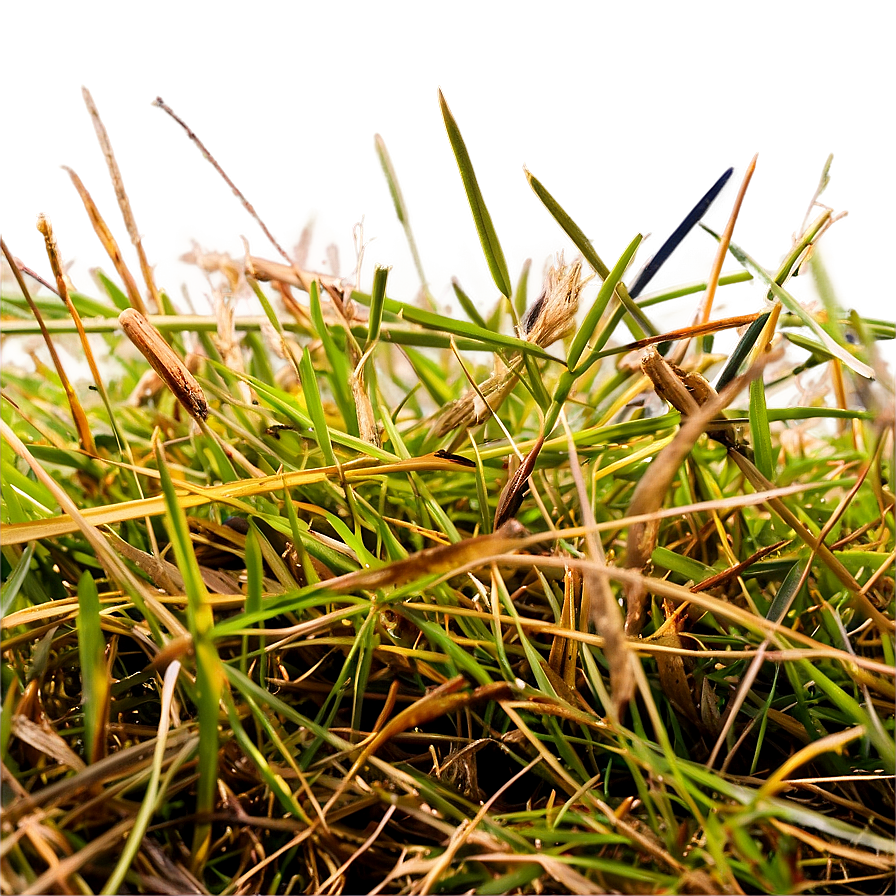 Dead Grass In Summer Png 06282024 PNG Image