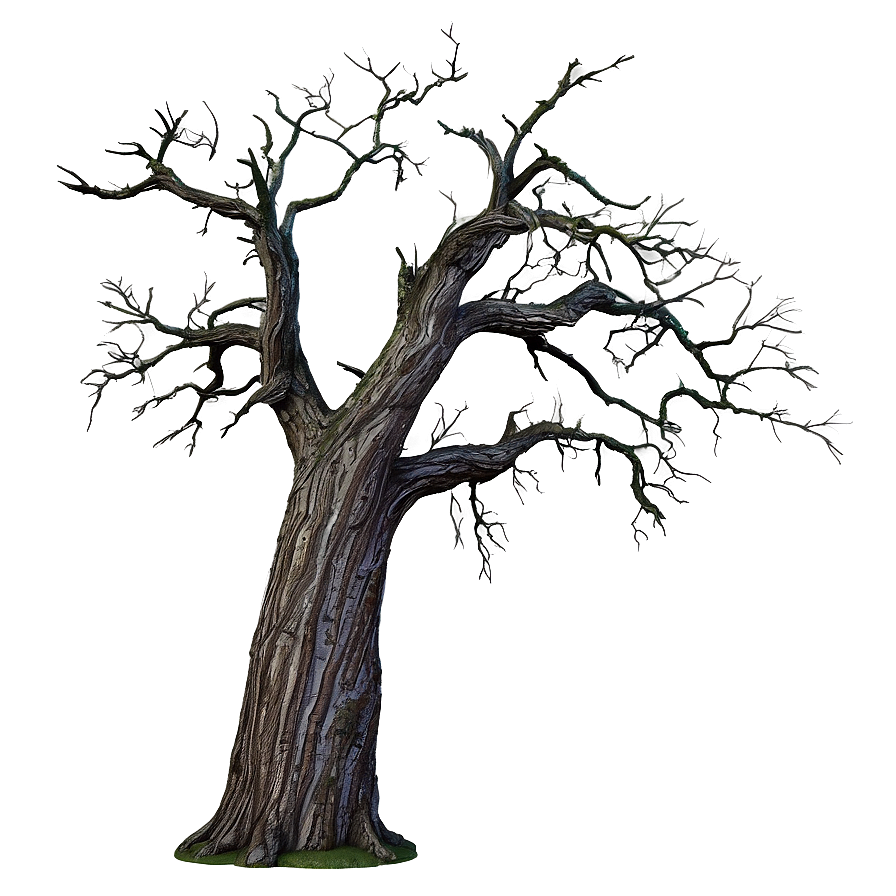 Dead Oak Tree Png 05252024 PNG Image