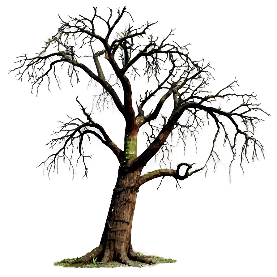 Dead Tree Isolated Png Nxa56 PNG Image