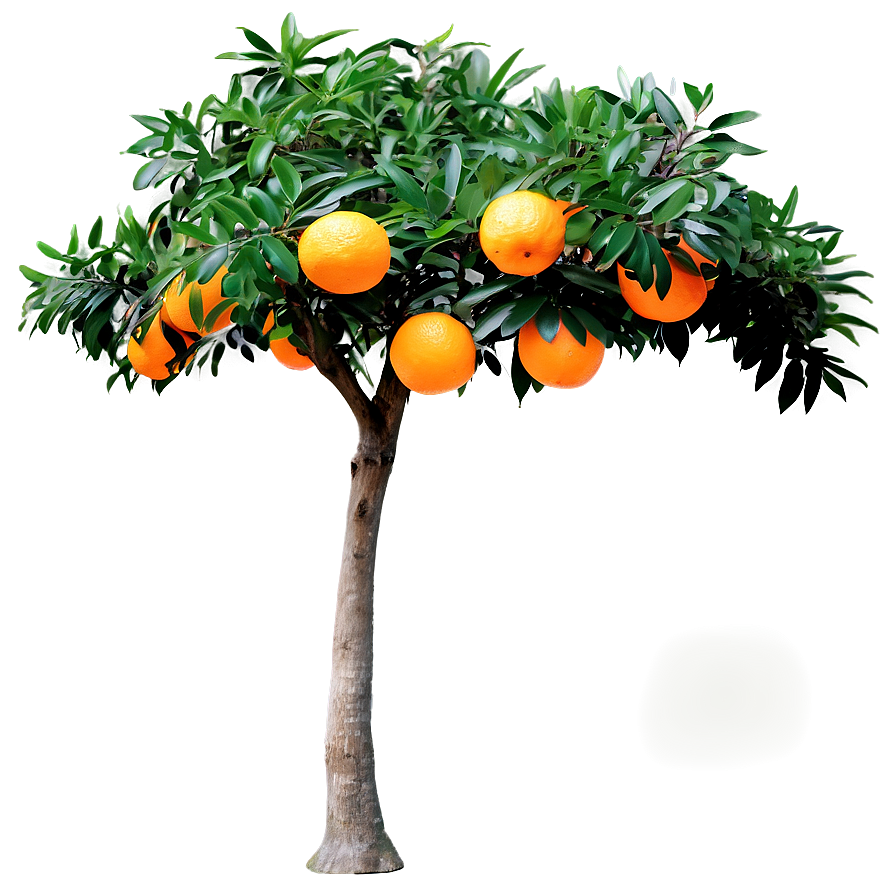 Decorative Orange Tree Png Spk8 PNG Image