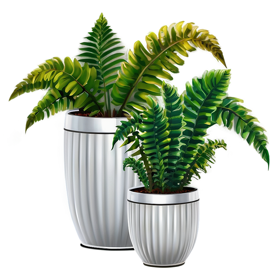 Decorative Potted Ferns Png 99 PNG Image