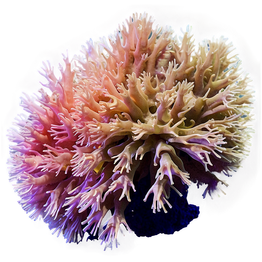 Deepwater Coral Mystery Png Fkq71 PNG Image