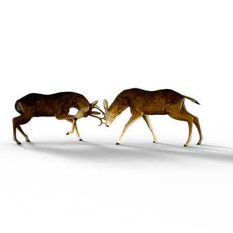 Deer Antler Confrontationin Darkness PNG Image