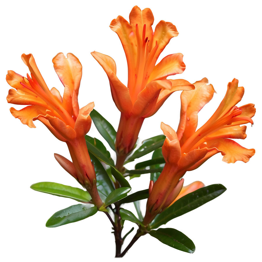 Delicate Orange Azalea Png 06122024 PNG Image