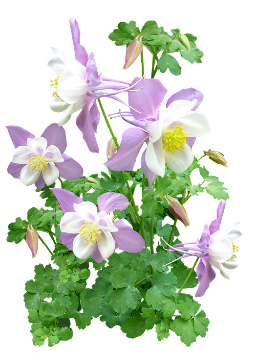 Delicate Pink Columbine Flowers PNG Image