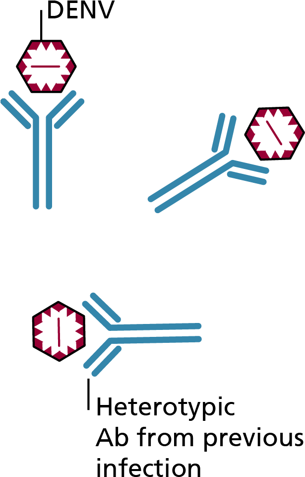 Dengue Virus Antibody Interaction PNG Image