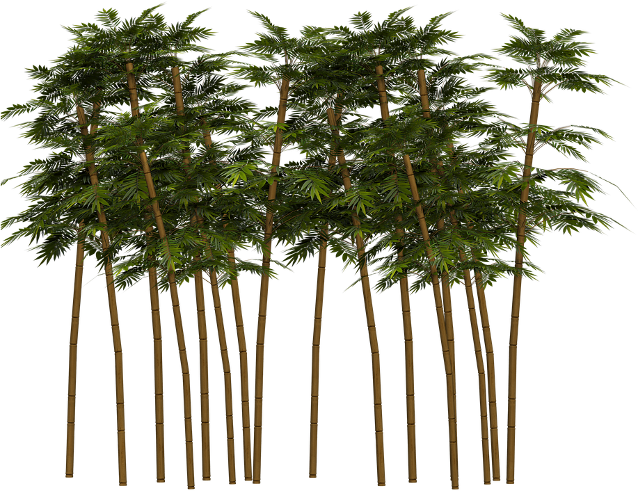 Dense Bamboo Grove3 D Render PNG Image