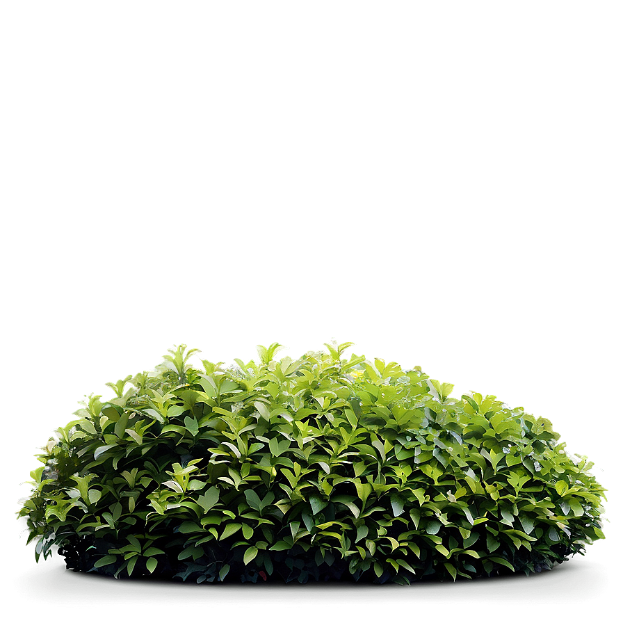 Dense Flower Bush Png Ehb PNG Image