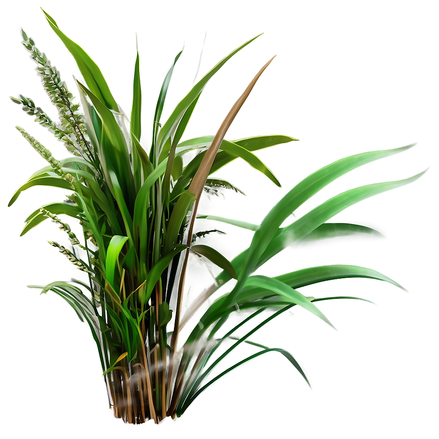 Dense Wild Grass Png Yvk PNG Image