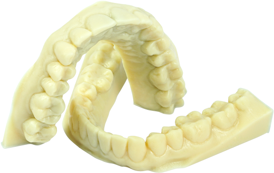 Dental_ Arch_ Model.png PNG Image