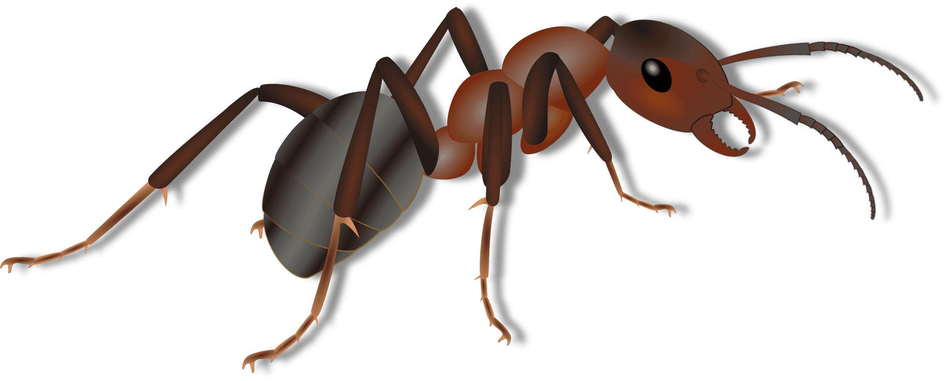 Detailed Ant Illustration PNG Image