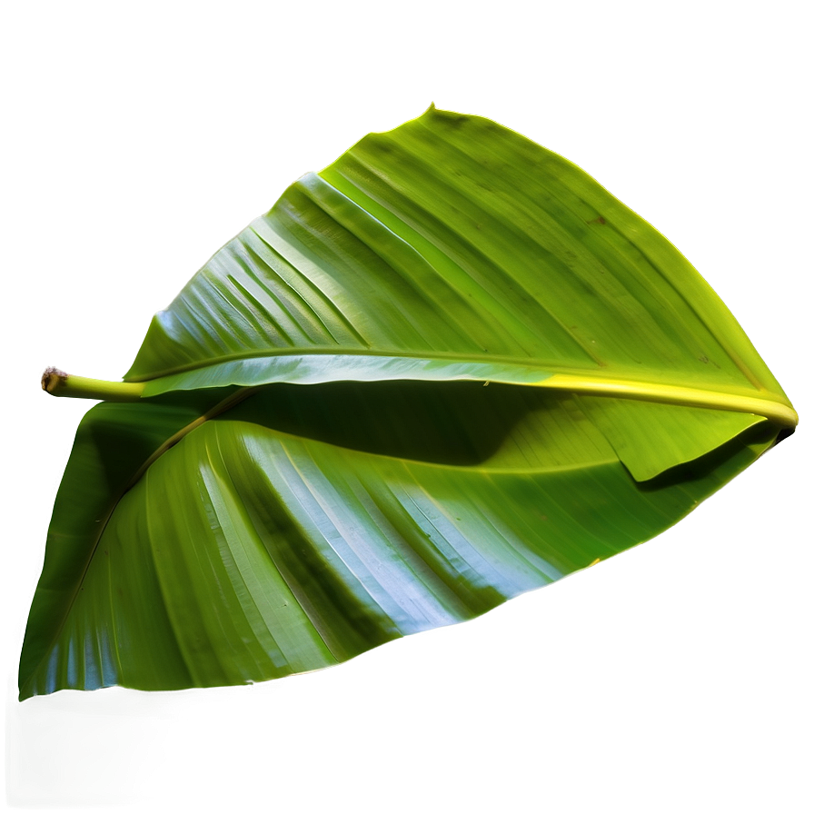 Detailed Banana Leaf Png 06232024 PNG Image