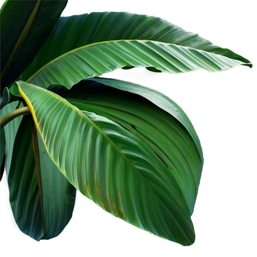 Detailed Banana Leaf Png Mga PNG Image