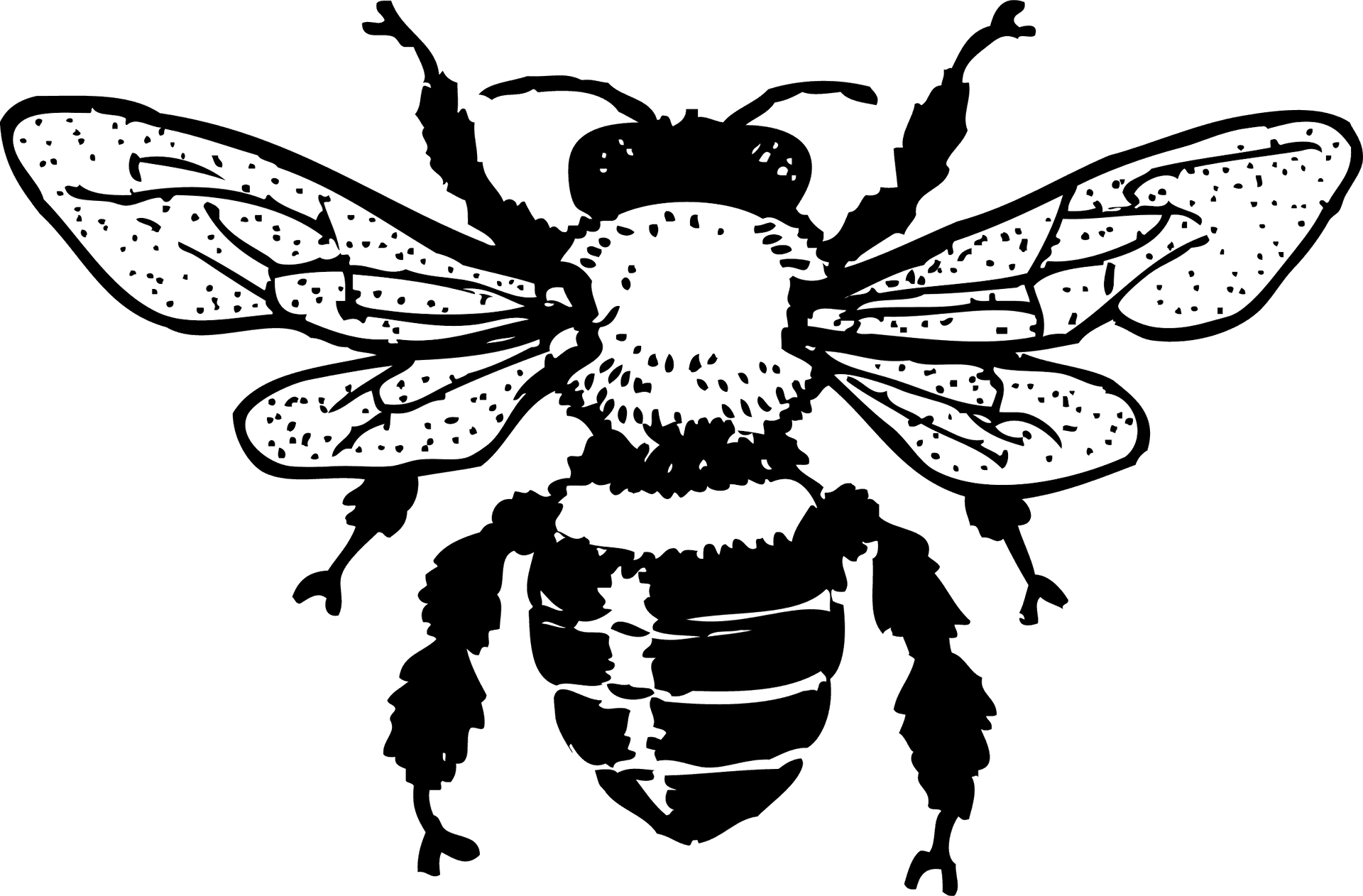 Detailed Bee Clipart Blackand White PNG Image