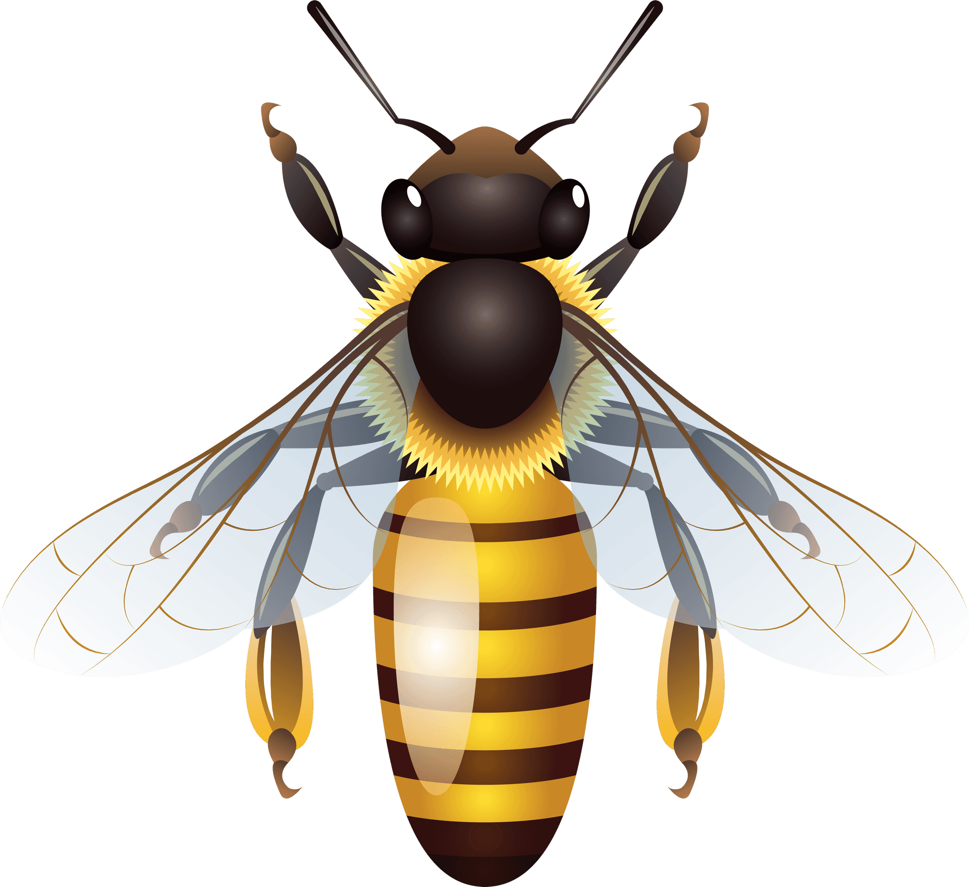 Detailed Bee Clipart Illustration PNG Image