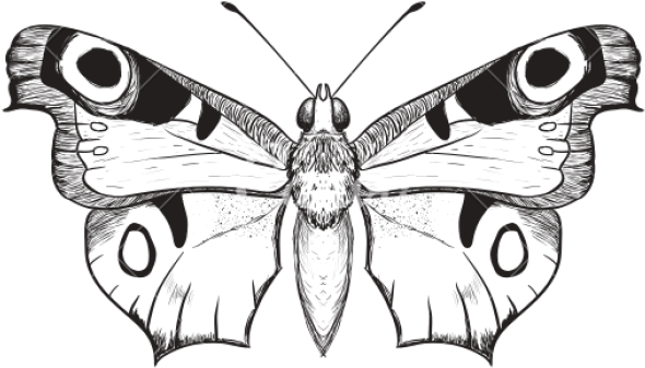 Detailed Butterfly Outline PNG Image