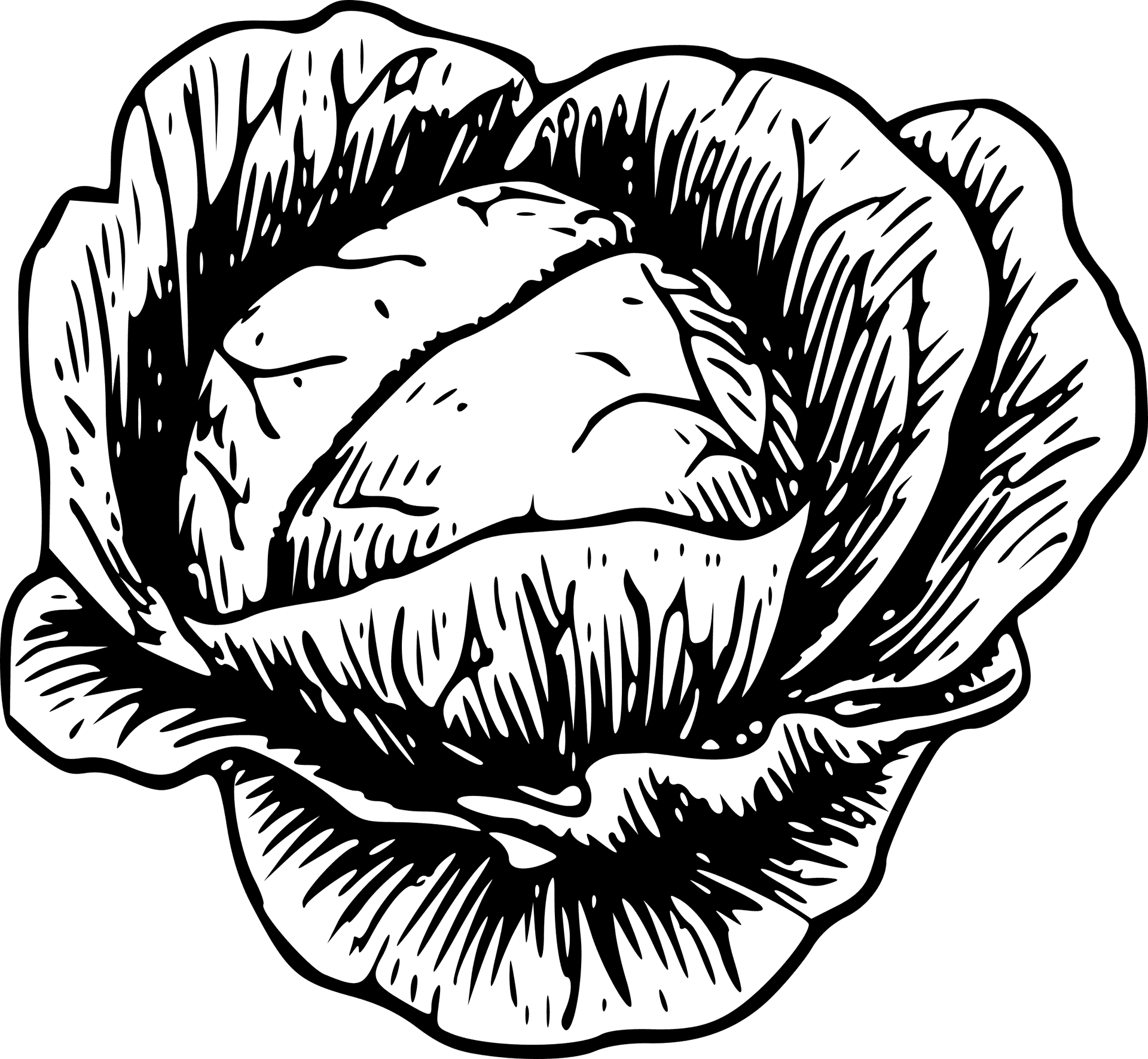 Detailed Cabbage Drawing.png PNG Image