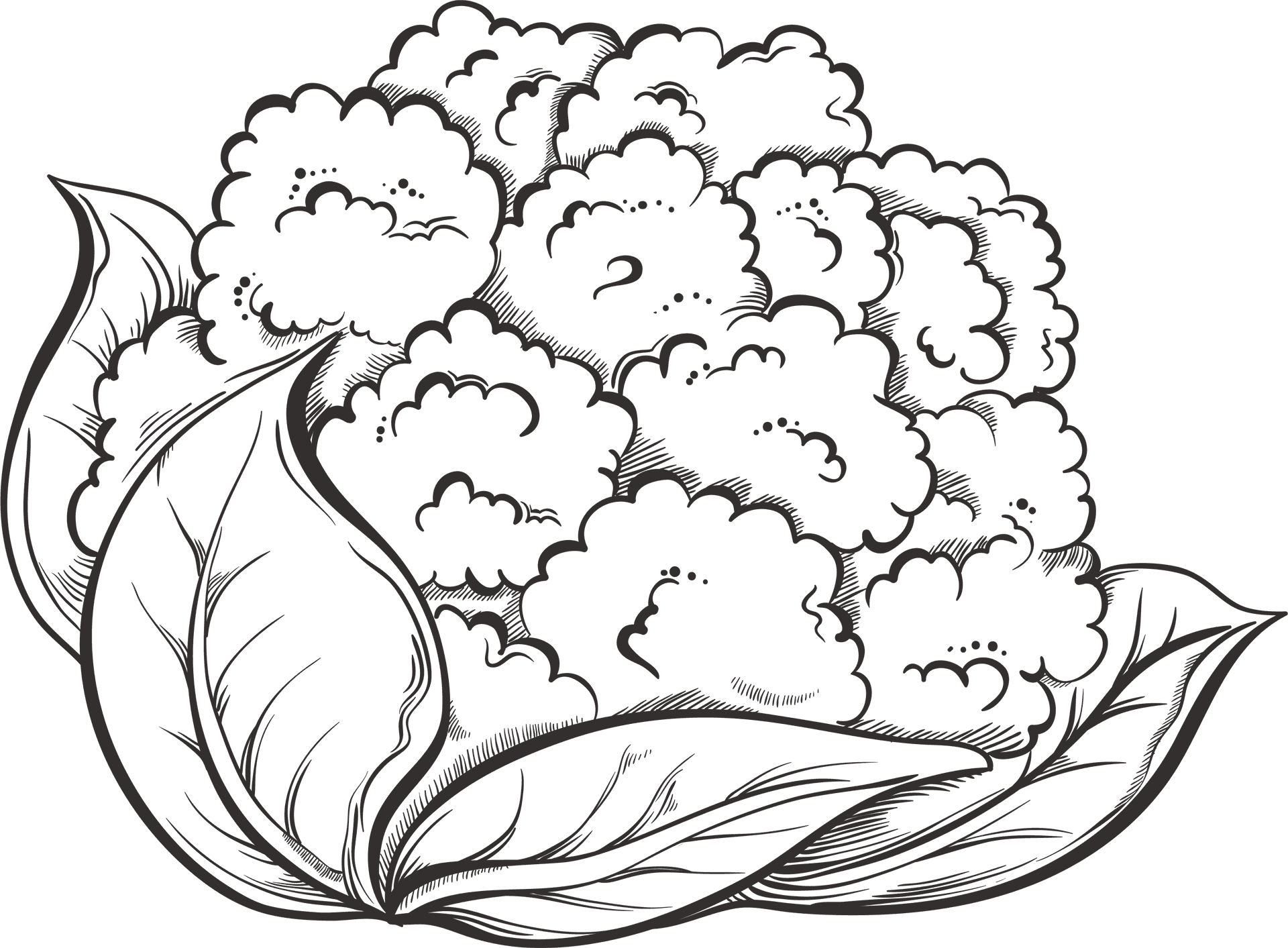 Detailed Cauliflower Sketch PNG Image