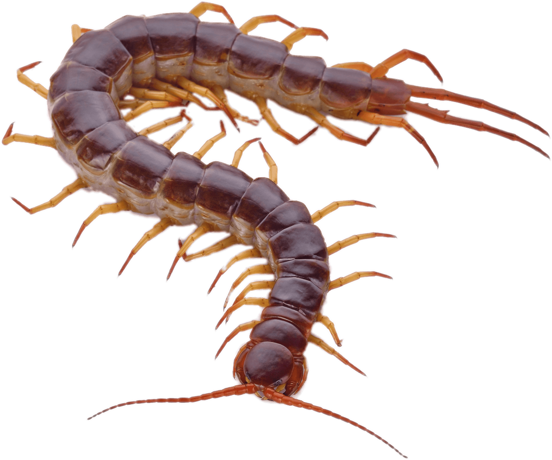 Detailed Centipede Illustration PNG Image