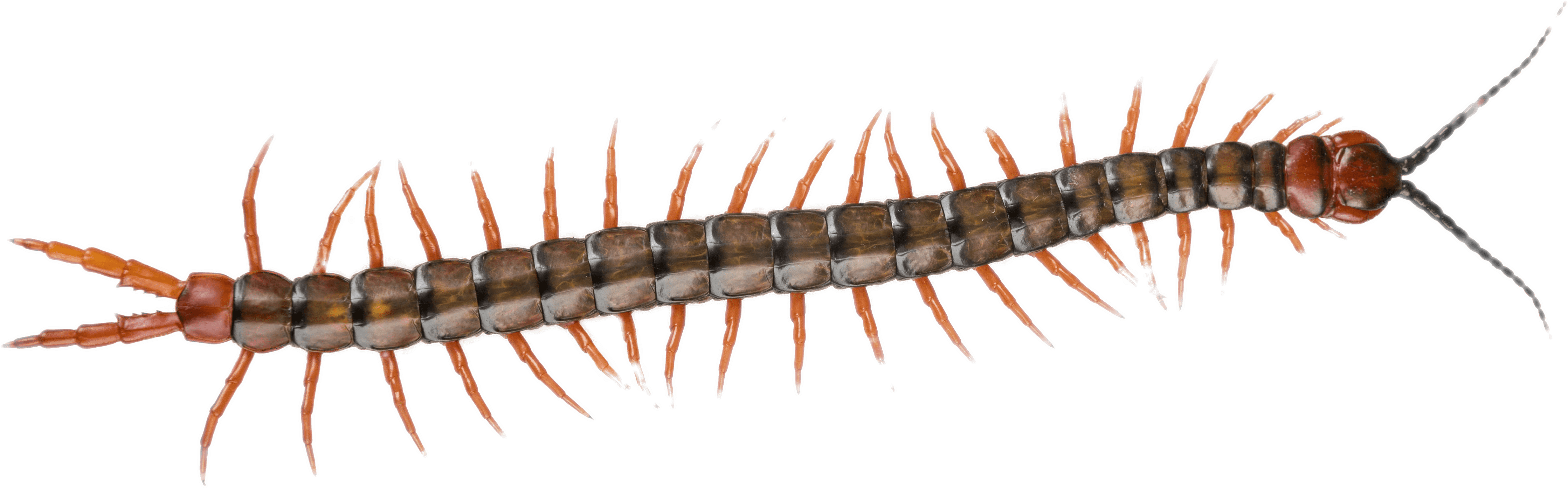 Detailed Centipede Illustration PNG Image