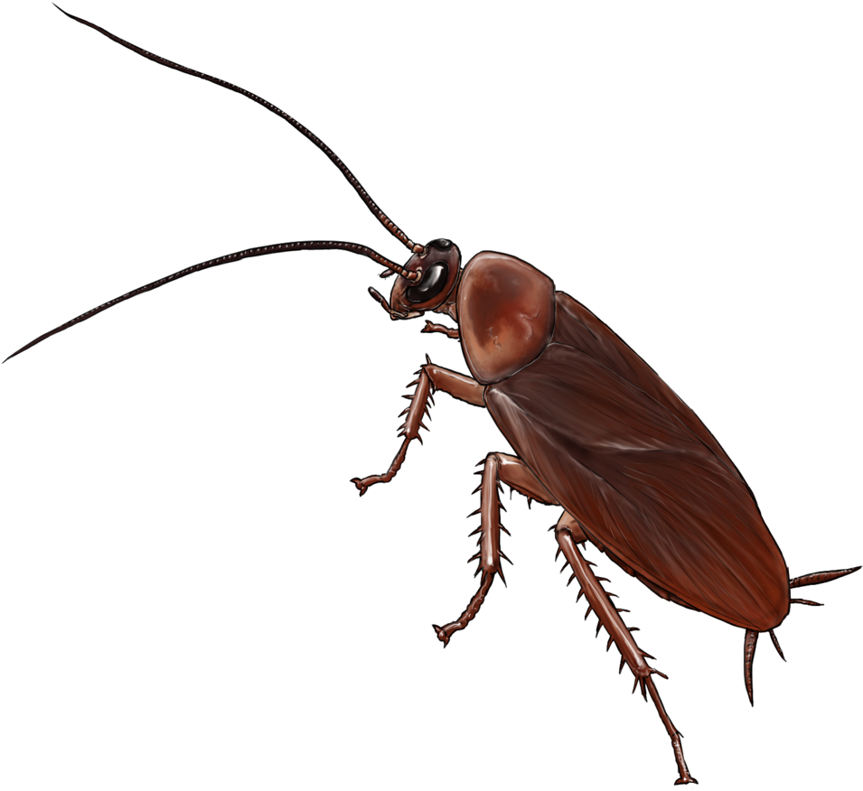 Detailed Cockroach Illustration PNG Image