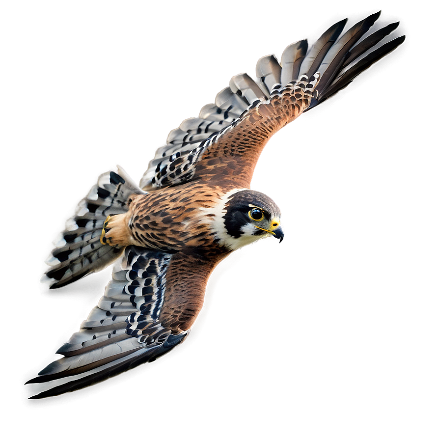 Detailed Falcon In Flight Png 06122024 PNG Image