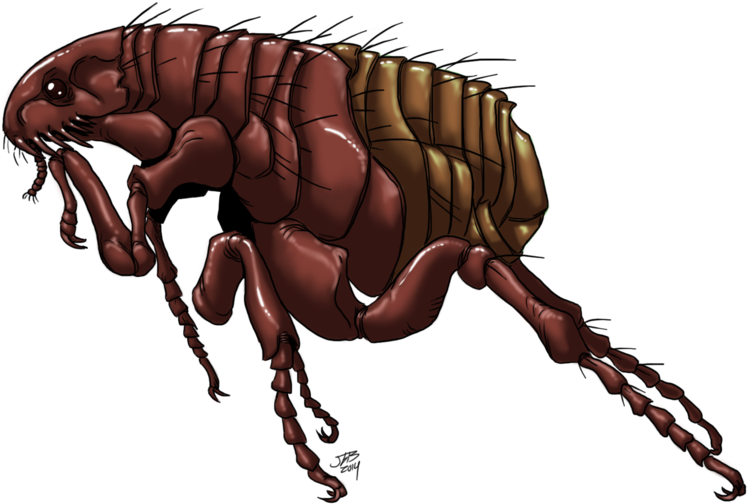 Detailed Flea Illustration PNG Image