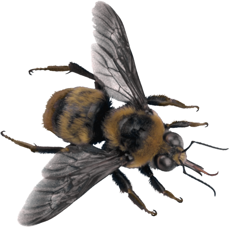 Detailed Honey Bee Macro PNG Image