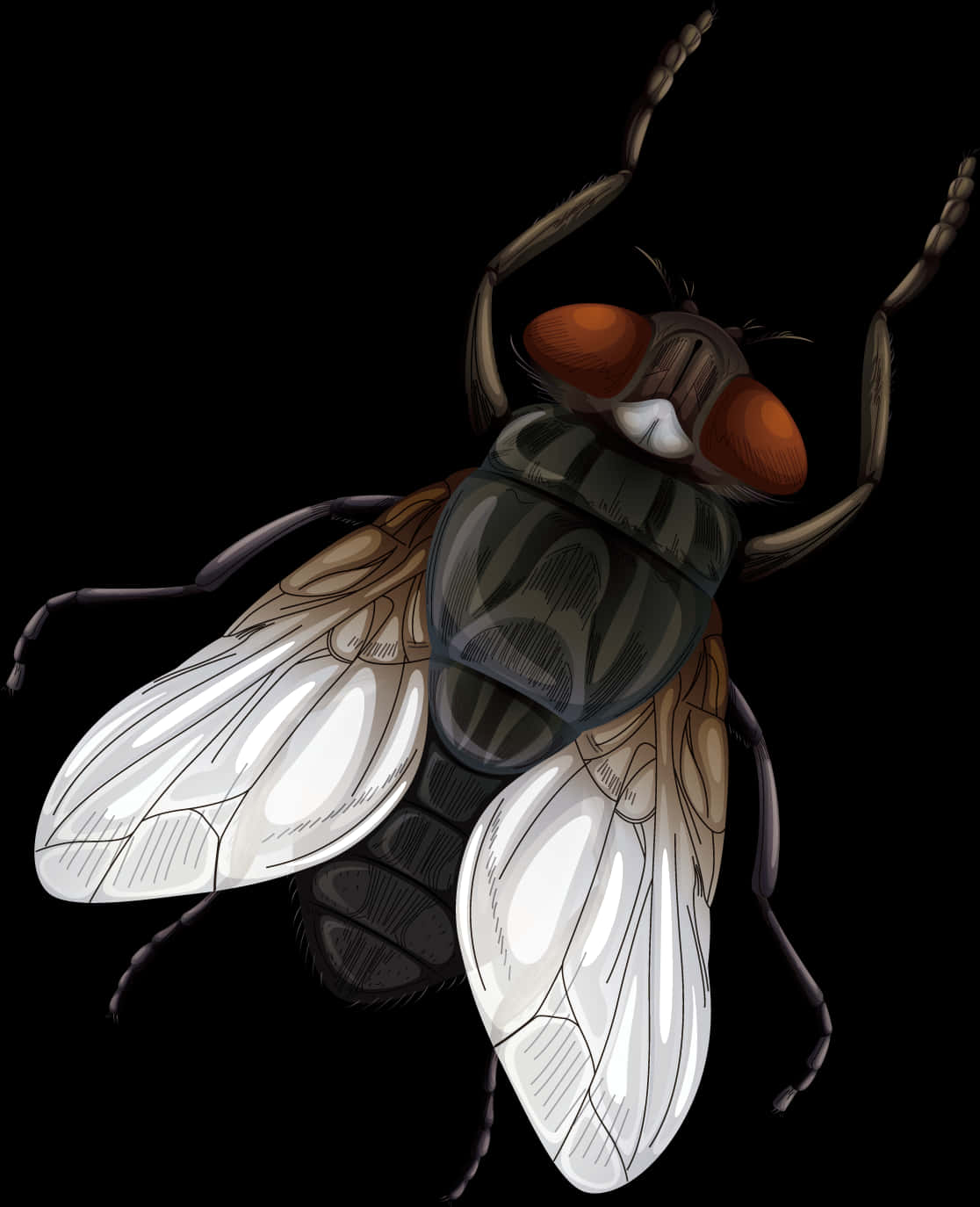 Detailed Housefly Illustration PNG Image