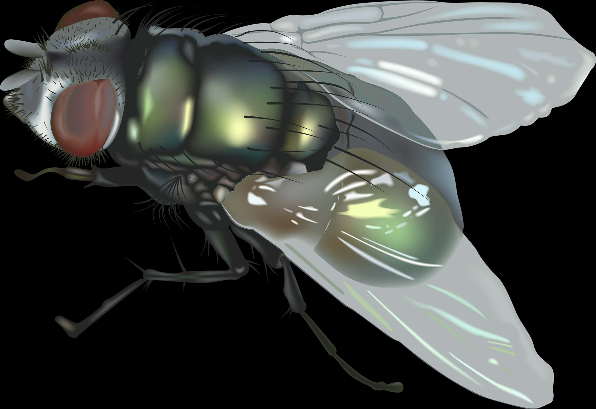 Detailed Housefly Illustration PNG Image