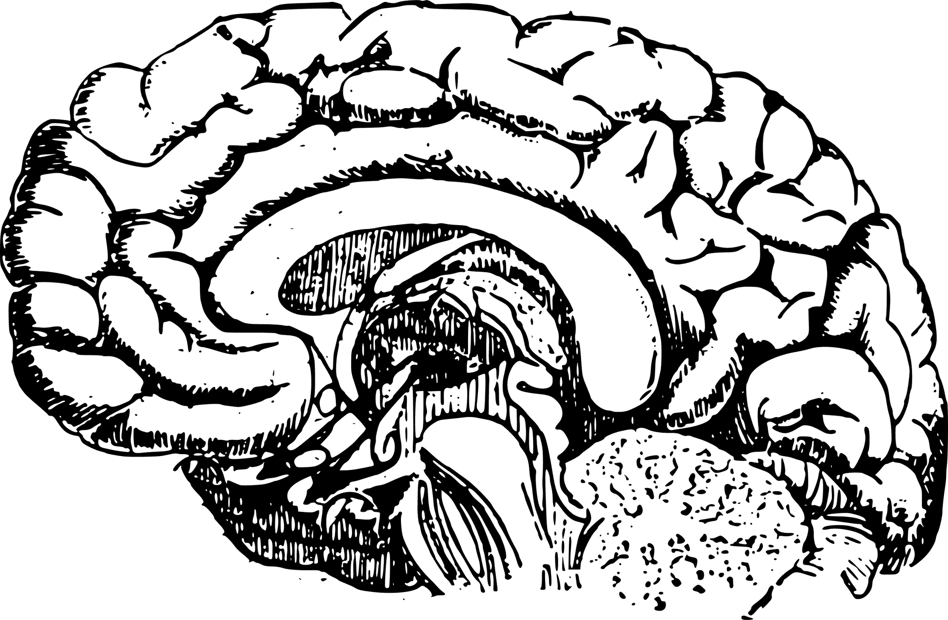 Detailed Human Brain Illustration PNG Image