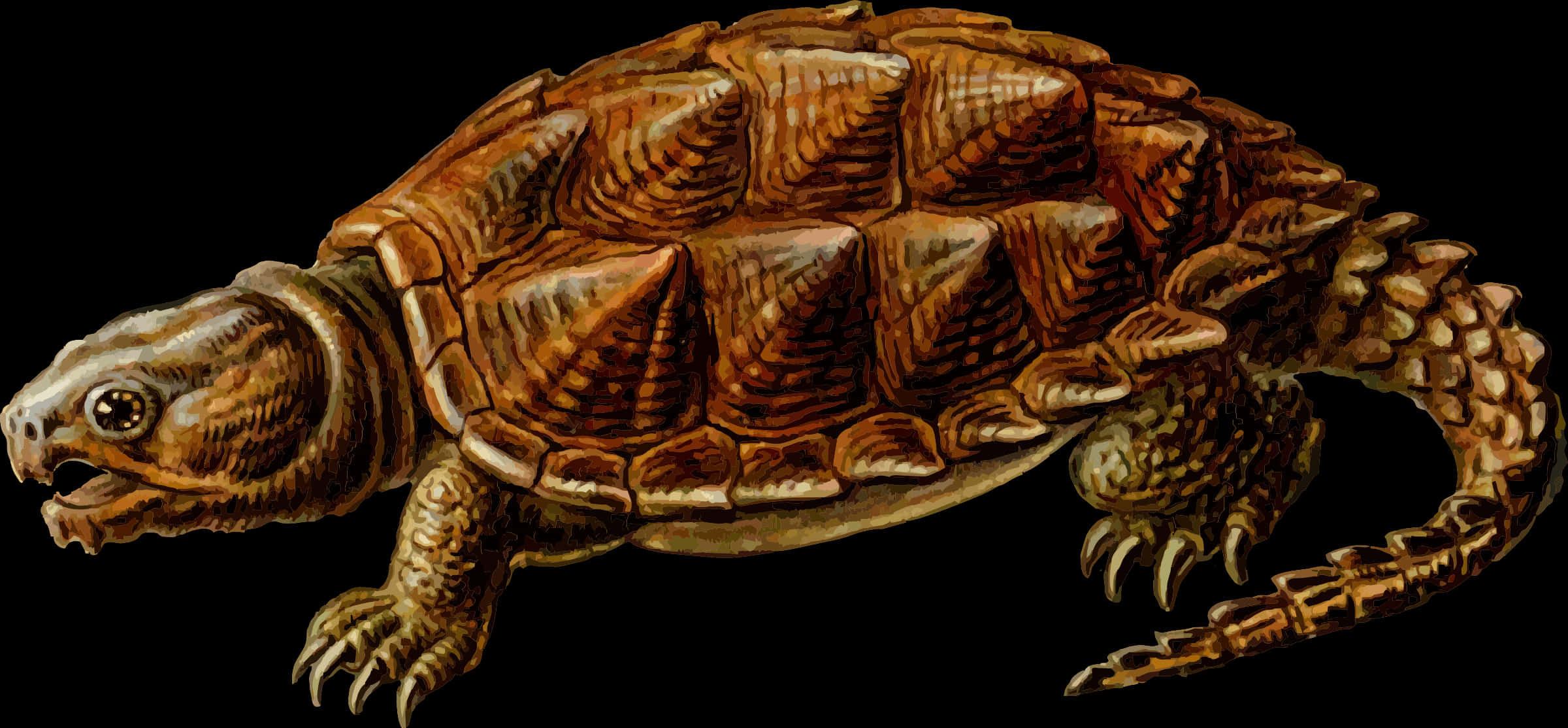 Detailed Illustrationof Turtle PNG Image