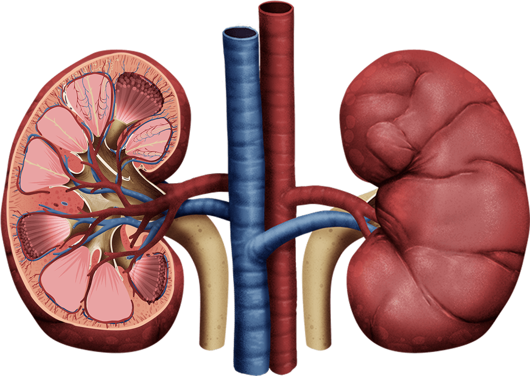 Detailed Kidney Anatomy Illustration PNG Image