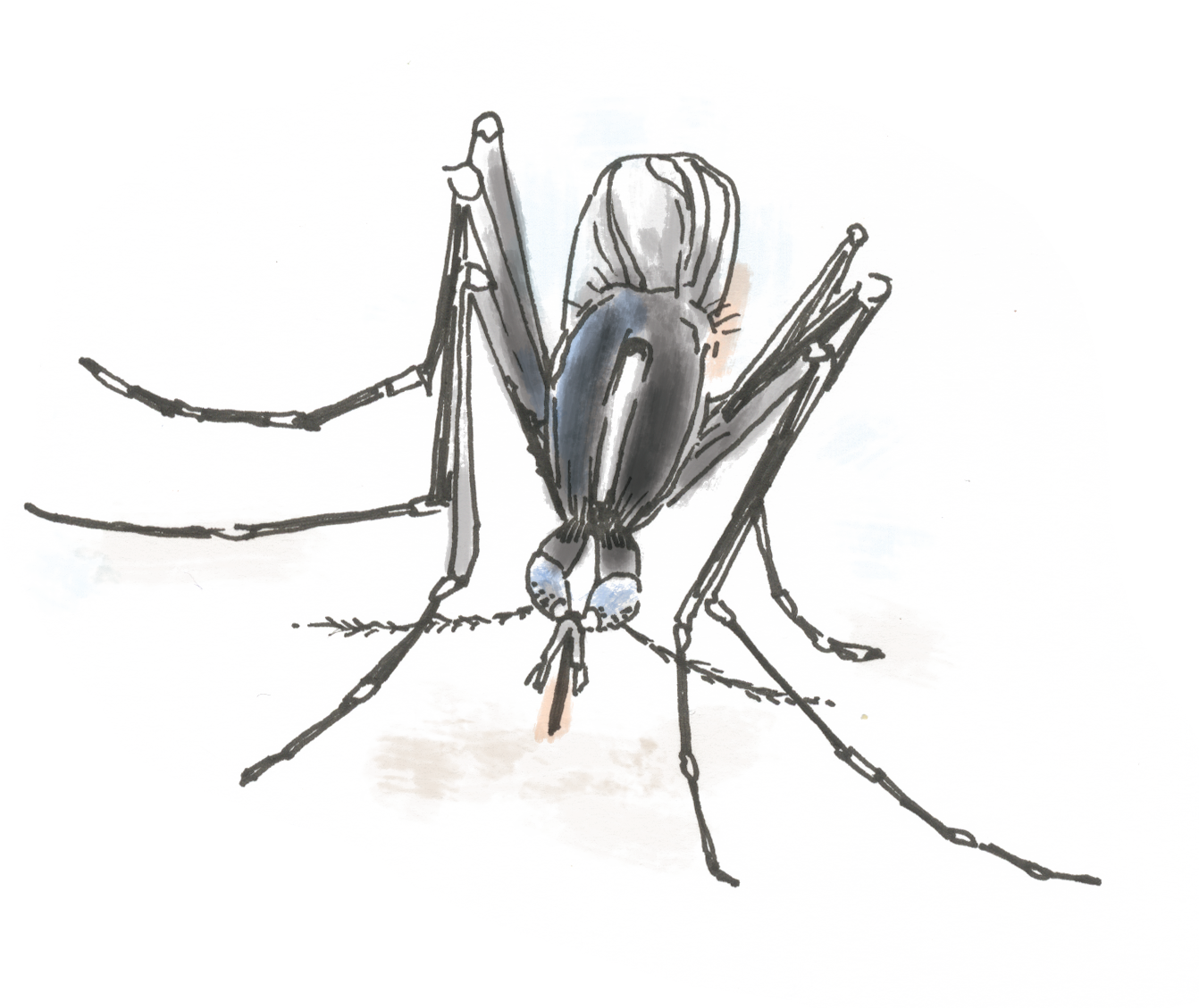 Detailed Mosquito Sketch.png PNG Image