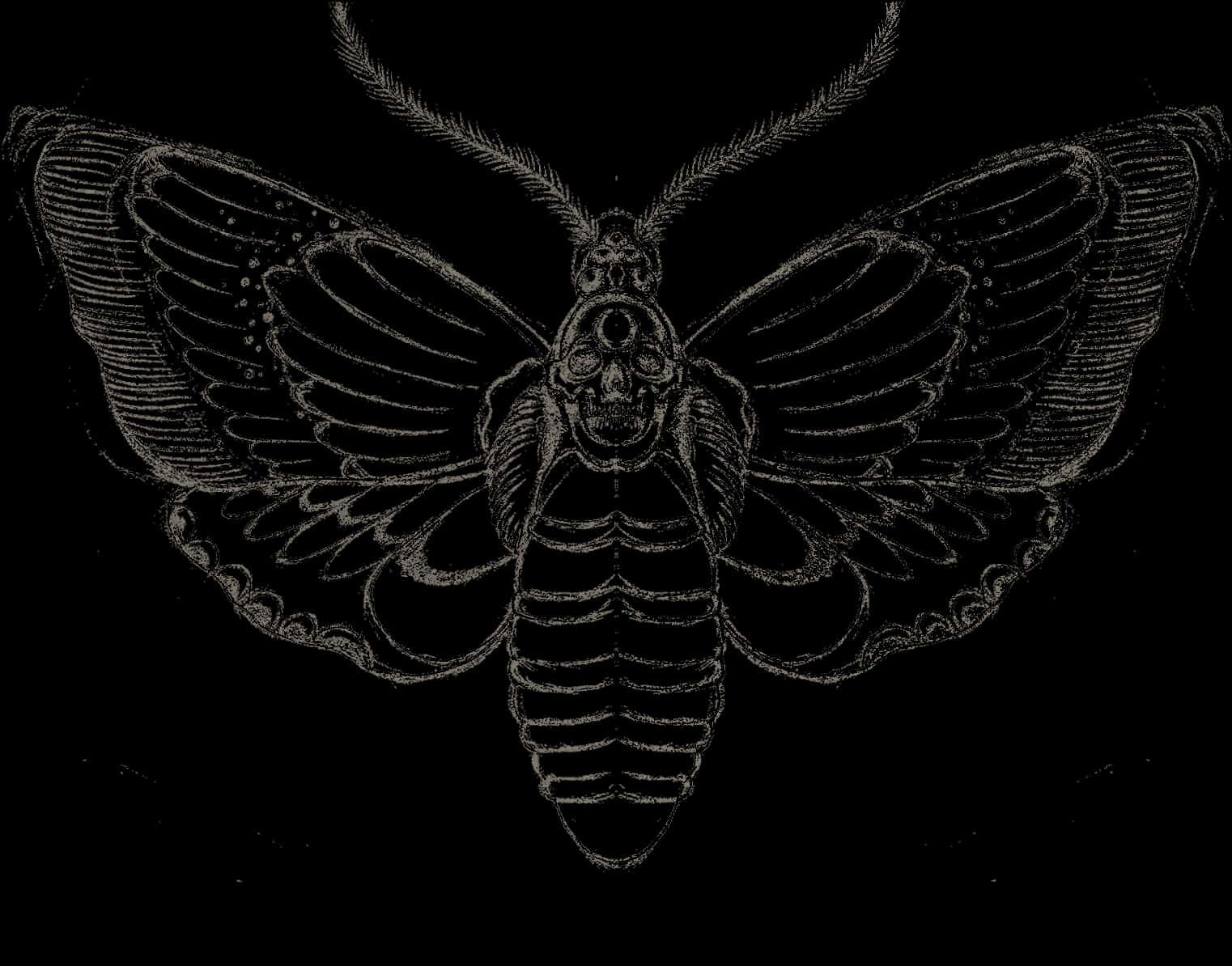 Detailed Moth Tattoo Design PNG Image