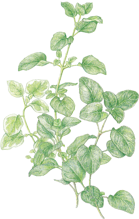 Detailed Oregano Sketch.png PNG Image